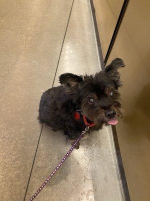 This is my dog Midas who will turn 13 in a week--no thanks to Akina whose mismanagement almost caused him to die due to heart failure.