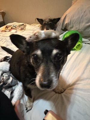 Cottonwood Creek Veterinary Hospital