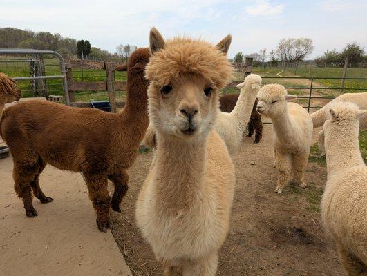 Painted Spring Farm Alpacas