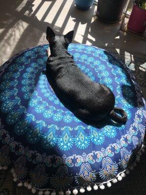 North Bay Animal Hospital