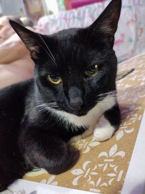 Tombstone Small Animal Shelter, Inc