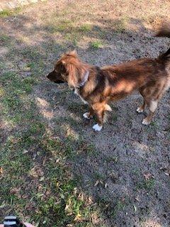 Bone Hugs and Harmony Dog Walking