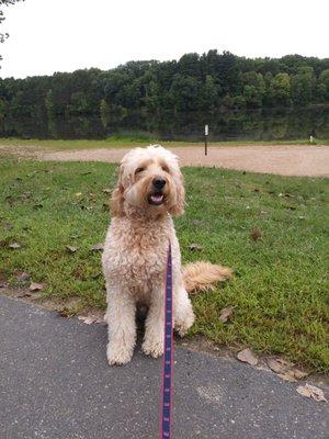 Goldendoodle approved (but he does wish I let him go swimming)!!