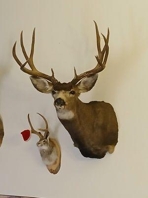 Redview Wildlife Taxidermy