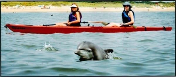 Kayak Nature Tours