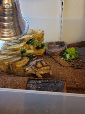 My sweet baby Koopa, going back to get another...very helpful staff Thank you