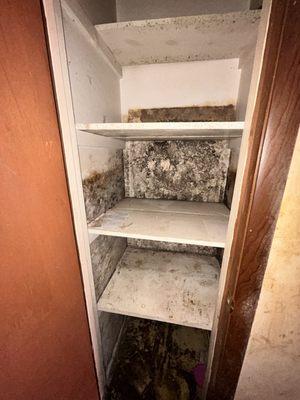 Mold Remediation