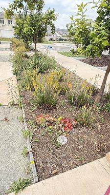 Weeds and lack of bed maintenance at park in HGV.