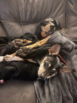 Loved By Us Santa Cruz Pet Sitting and Dog Walking