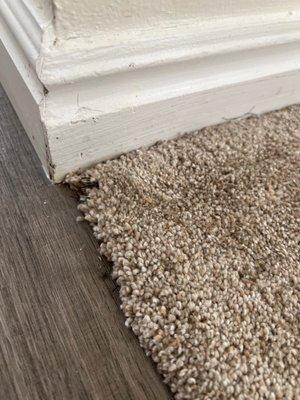 Carpet lifting from transition within a year.