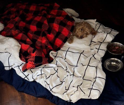 Community Animal Hospital