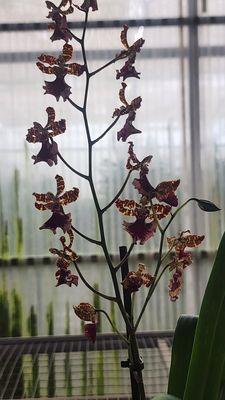 Jaxma Orchids