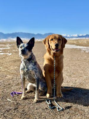 Journey K9