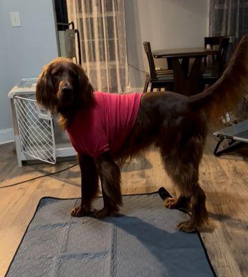 Cause For Paws Thrift Store