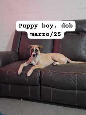 Stella Help Animals Not Profit