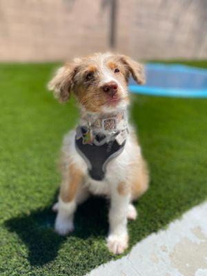 Canine Learning Academy