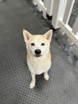 Misa looks so pretty after her wash. Treats helped!