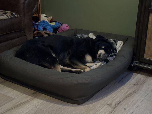 Emerald City Dog Spa