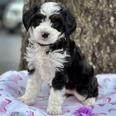 Fox Creek Farm Goldendoodles & Bernedoodles