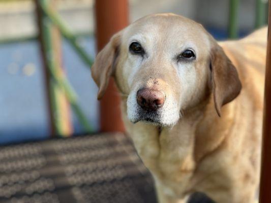 Cottonwood Veterinary Hospital
