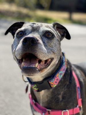 The Barkside