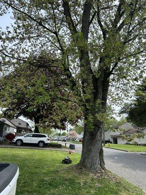 Kirkwood Tree Experts