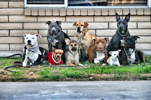 Way of Life Dog Training