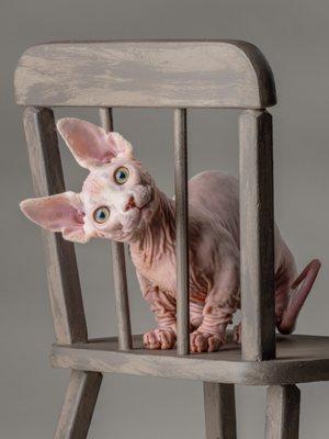 Diana, the little Sphinx kitty, was such a great model!