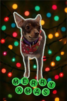 Fluff & Buff Boutique