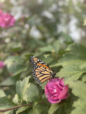 Tiffany Aquino Coaching