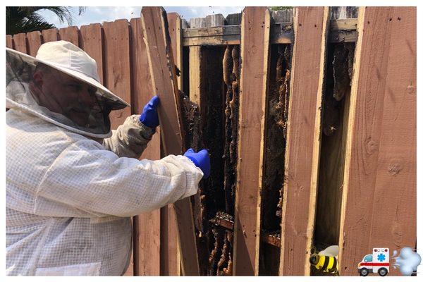 THE A TEAM & THE BEE TEAM ** FREE ESTIMATES ON MIAMI BEE REMOVAL ** SAME DAY SERVICES WEATHER/TIME PERMITTING 786.263.2895