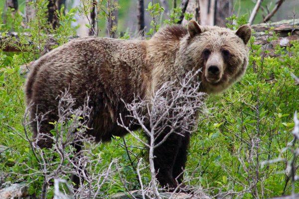 Great Bear Health PLLC