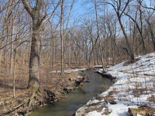 Reed-Turner Woodland