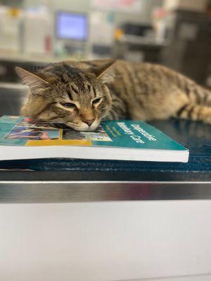 Harris Boulevard Veterinary Clinic