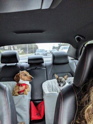 Pampered Pooch Spa, Salon, and Boutique.