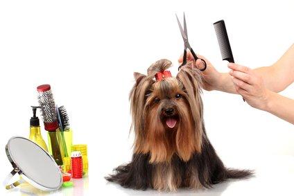 Paw Prints Dog Grooming