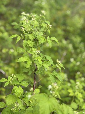 Black raspberry flowers, 5/14/25.