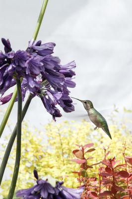 ProGreen Garden Center