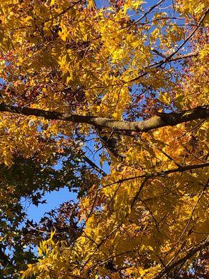 Mandarin Hill Orchards