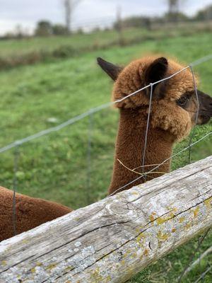 GalPaca Farm Alpacas