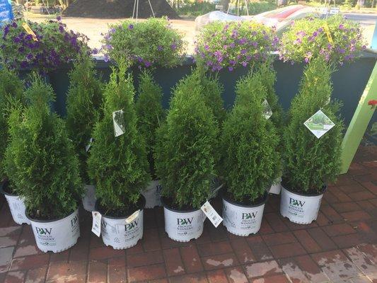 Lots of pretty and practical things here like these lovely North Pole Arborvitae. They make a great privacy screen.