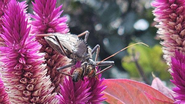 McCammon's Irish Market Brownsburg