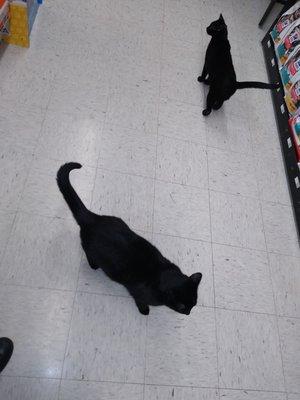 Blackwinds Pet Supplies