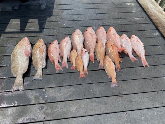 Caladesi Fishing Charters