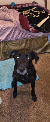My 4-year-old black lab. She's absolute sweetheart. She likes to sleep on the bed next to you, loves to play fetch with a ball.