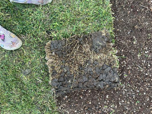 King Ranch Turfgrass