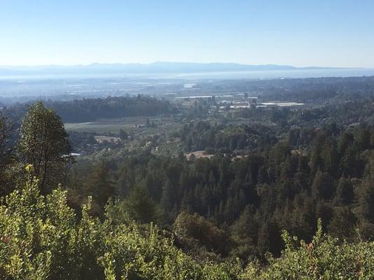 Byrne-Milliron Forest