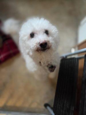 Amsterdam Animal Hospital