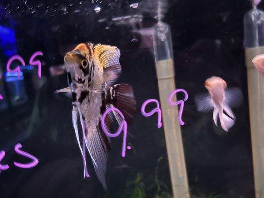 Marine World Tropical & Salt Water Fish