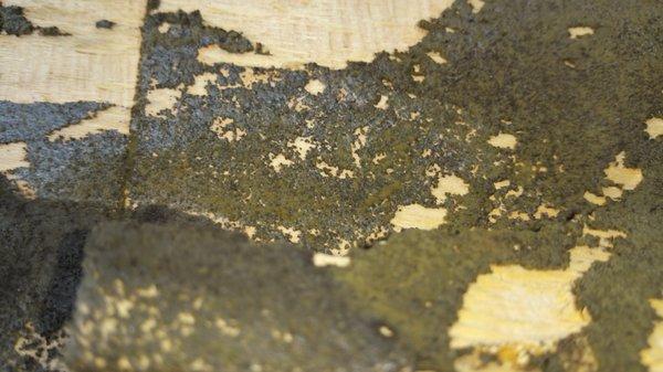 Slab leaks cause water damage and major mold removal jobs.